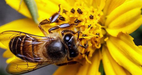 Vai trò , nhiệm vụ của từng con ong