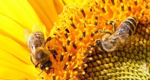 Con ong chế tạo ra mật ong như thế nào?