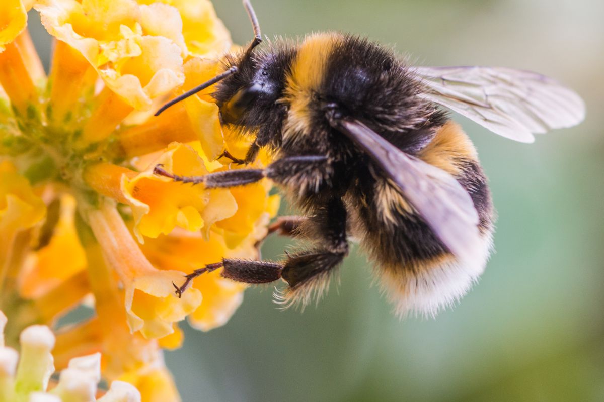Con ong lấy phấn hoa làm gì